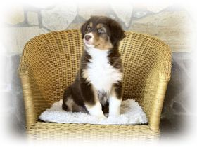 Australian Shepherd Hündin sucht ihr perfect match