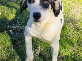 Momo ein toller Familienhund