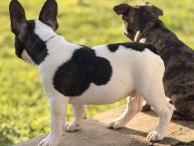Französische Bulldoggen Welpen