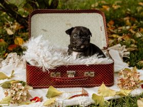 Französische Bulldoggen Welpen