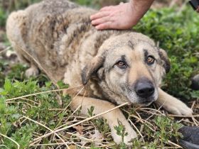 Skipper sucht ihr Glück