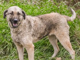 Skipper sucht ihr Glück