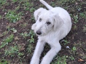 Schneeball Salvina wartet auf dich