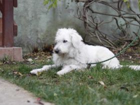 Schneeball Salvina wartet auf dich