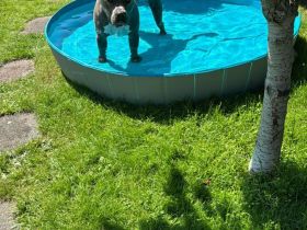 Liebevolles Zuhause für Bully xXl