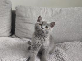 Reinrassiges BKH Kitten – liebevoll, verspielt & stubenrein