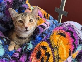 Hübsches junges Kätzchen