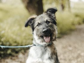 Zuhause gesucht für Dobby