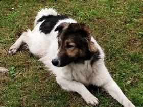 Zuhause gesucht für Pilvi