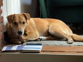 Onida sucht ein ruhiges Zuhause