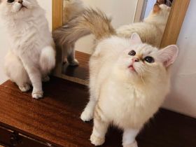 Sibirische Neva-Masquarade Katzen