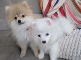 Zwergspitz-Mix Welpen (2 Hündin & 1 Rüde, 5 Monate) suchen Zuhause