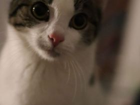 junge Katzendame sucht ein zuhause