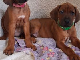 Rhodesian Ridgeback Welpen suchen ein liebevolles Zuhause