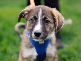 Talino - kleines Herz mit großer Geschichte