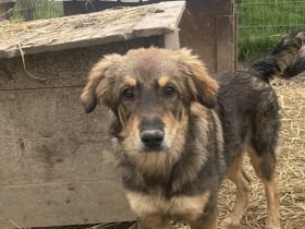 Lass Falcon direkt in dein Herz fliegen!