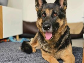 Lila in 18510 Elmenhorst sucht ihr Für-immer-Zuhause