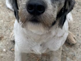 Rocky sucht eine Familie!