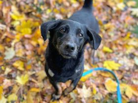 Tyson in 16775 Löwenberger Land sucht sein Für-immer-Zuhause