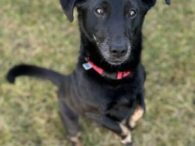 Tyson in 16775 Löwenberger Land sucht sein Für-immer-Zuhause