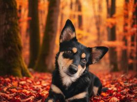 Kiana auf Pflegestelle in 92364 Deining sucht ihr Für-immer-Zuhause