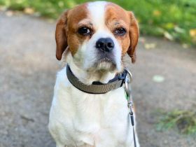 Beanie in 44319 Dortmund sucht sein Für-immer-Zuhause