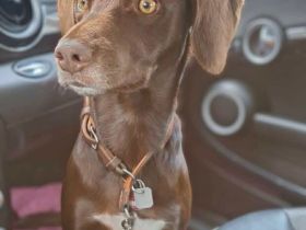 Mira in 26133 Oldenburg sucht ihr Für-immer-Zuhause