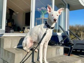 Zeno in 46325 Borken / 34508 Willingen sucht sein Für-immer-Zuhause