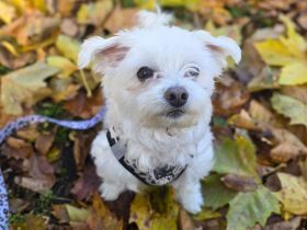 Darti in 66540 Neunkirchen sucht sein Für-immer-Zuhause