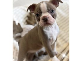 Bostonterrier Welpen aus Familien Aufzucht