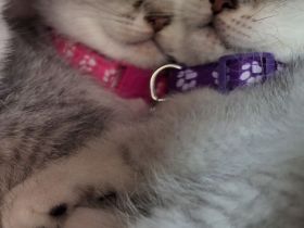 Reinrassige Britisch Kurzhaar Kitten BKH