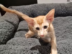 Siamesen Balinesen Orientalisch Kurzhaar / Langhaar kitten abzugeben