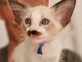 Siamesen Balinesen Orientalisch Kurzhaar / Langhaar kitten abzugeben