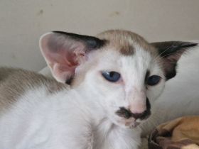 Siamesen Balinesen Orientalisch Kurzhaar / Langhaar kitten abzugeben