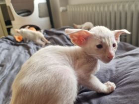 Siamesen Balinesen Orientalisch Kurzhaar / Langhaar kitten abzugeben