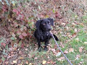 süße Dackel-Terrier-Mic Junghündin "Malina" sucht ein Zuhause