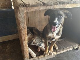 Unser Sternchen ist Sterretje