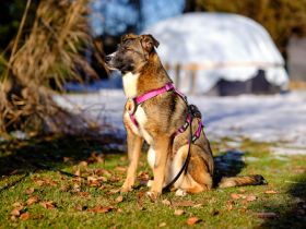 Unser Sternchen ist Sterretje