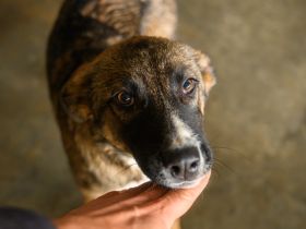 Unser Sternchen ist Sterretje