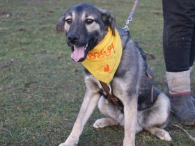 Buddi sucht seinen Buddy