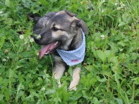 Buddi sucht seinen Buddy