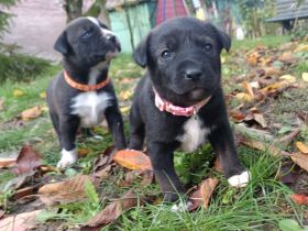 Welpen suchen ein zuhause (Husky Mischling) ab Dez 25