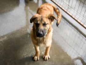 Adina buhlt um deine Aufmerksamkeit