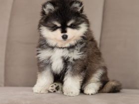 Wundervoller Mini Pomsky Rüde sucht DRINGEND ein liebevolles Zuhause!