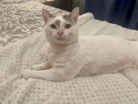 Verspielter Jabari wartet auf seine zweite Chance