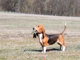 Die zauberhafte Melli, eine reinrassige Basset Artesien Normand sucht ein neues Zuhause.