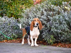 Beau sucht ein neues Zuhause. Ein reinrassiger Basset Artesien Normand Rüde.