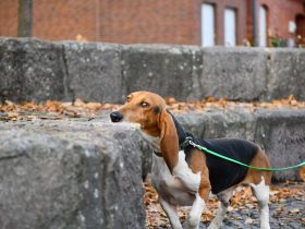 Beau sucht ein neues Zuhause. Ein reinrassiger Basset Artesien Normand Rüde.
