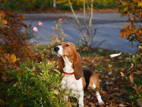 Bea sucht ein neues Zuhause. Eine Basset Artesien Normand Hündin.