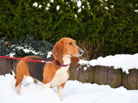 Die zauberhafte Melli, eine reinrassige Basset Artesien Normand sucht ein neues Zuhause.